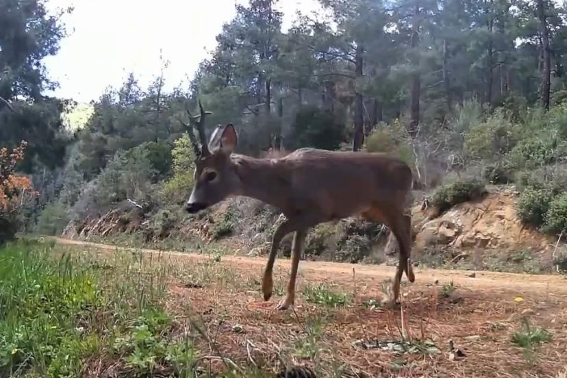 Ganos Dağları’nda fotokapan iki karacayı görüntüledi
