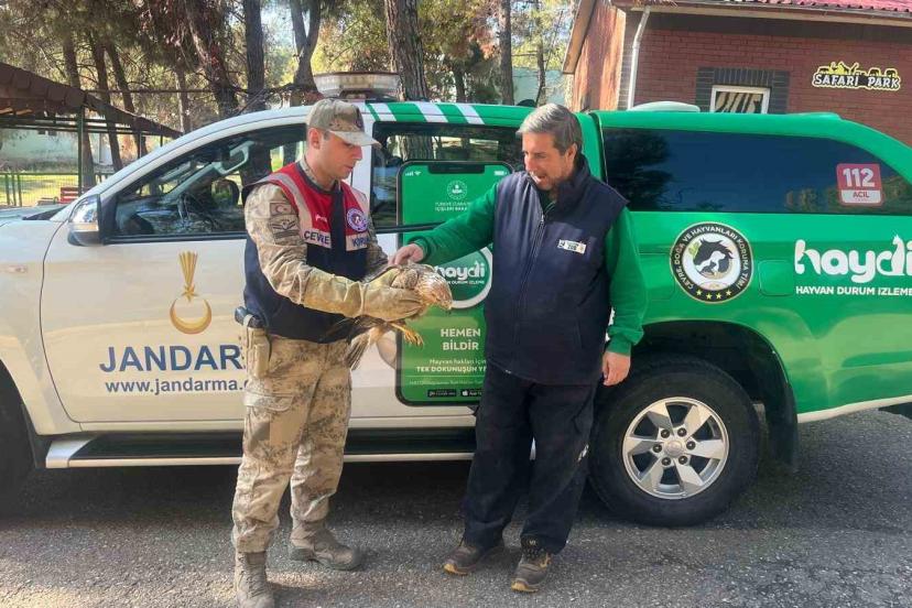 Gaziantep’te yaralı halde bulunan kartal, tedavi altına alındı