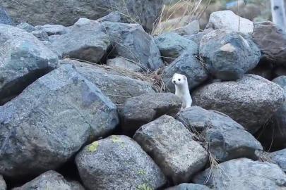 Gelincik rengiyle mevsime ayak uydurdu