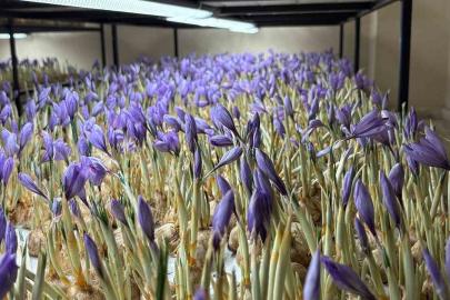 Genç yaşta mesleğini bıraktı, 50 metrekare odada gramı 600 liralık safran üretmeye başladı