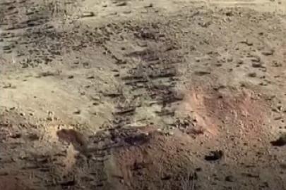 Gercüşlü çiftçilerin domuz tedirginliği