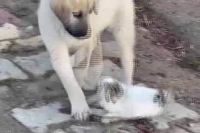 Gercüş’te yavru kedi ile yavru köpeğin sevimli kavgası kamerada
