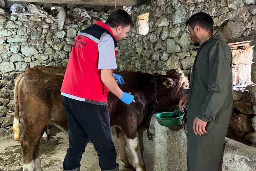 Giresun’da 450 binden fazla hayvan aşılandı