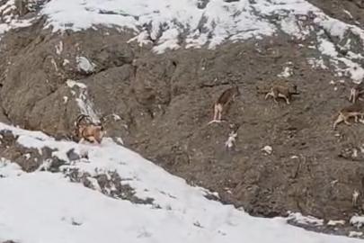 Güzeldere’nin karla kaplı yamaçlarda dağ keçileri görüntülendi