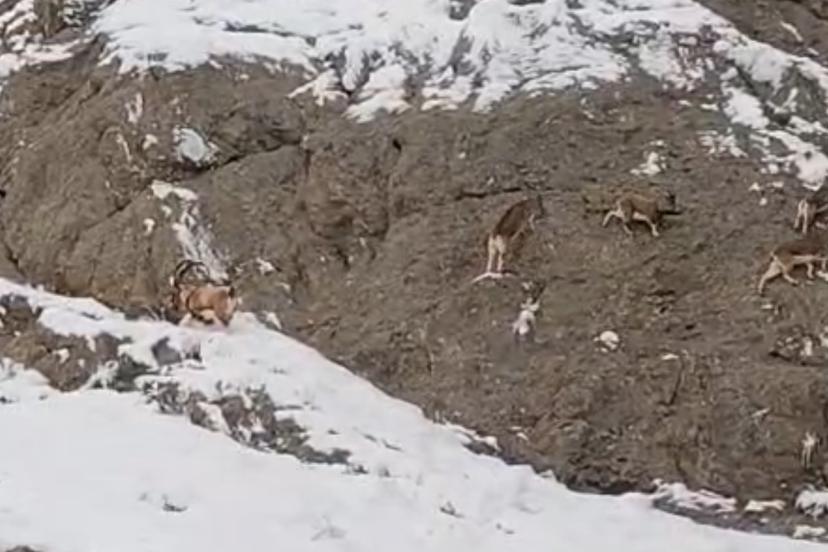 Güzeldere’nin karla kaplı yamaçlarda dağ keçileri görüntülendi