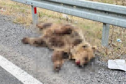 Hakkari’de aracın çarptığı ayı telef oldu