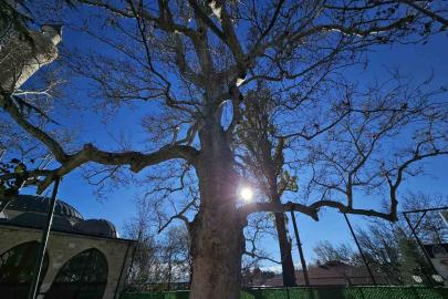 Harput’un 3 asırlık çınarı yıllara meydan okuyor