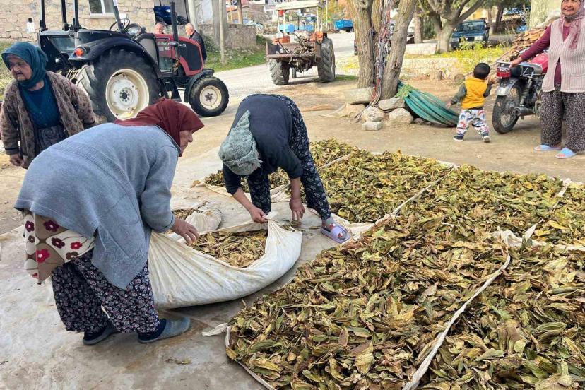 Hasadı tamalanan tütünler satış için hazırlanıyor