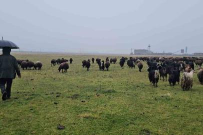 Hasköy’de sıcaklığın mevsim normalleri üzerinde olması besicileri sevindirdi