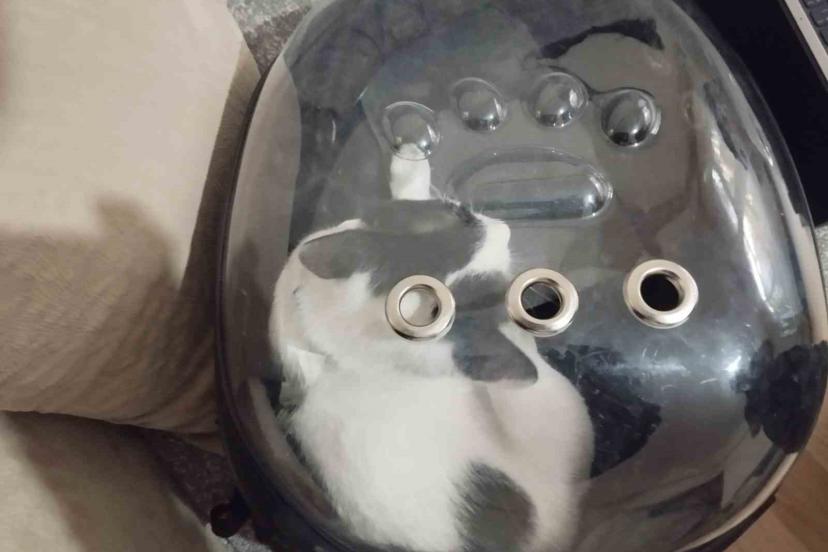 Havalandırma boşluğuna düşen kediyi itfaiye kurtardı