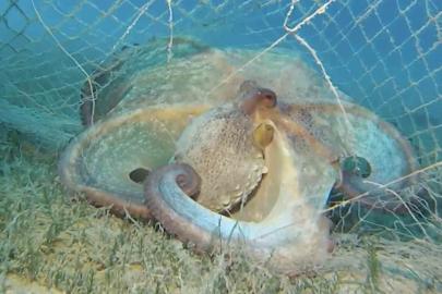 Hayalet ağlarla mücadelede 420 milyon metrekare alan tarandı