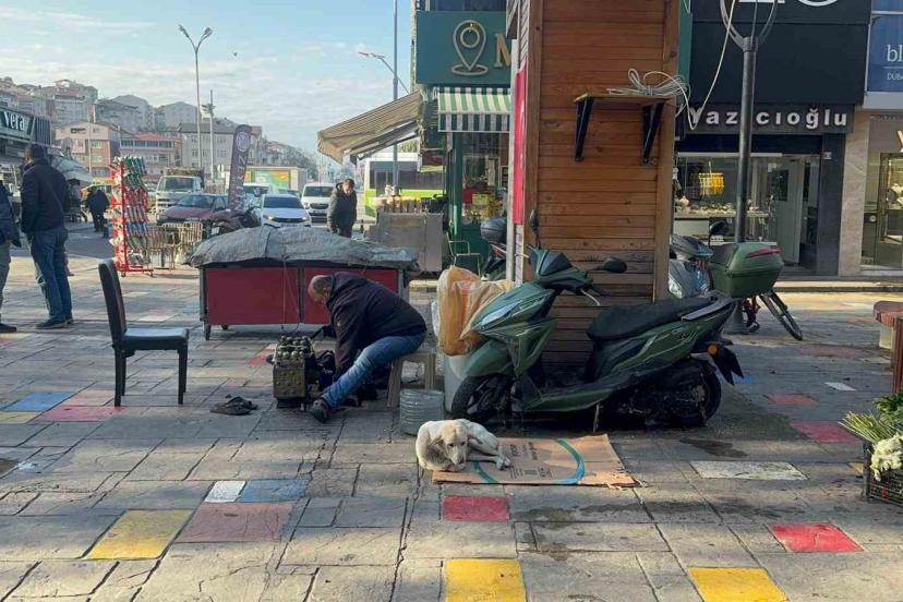 Hayata tutunan engelli köpeğe bebek gibi bakıyor