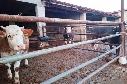 Hisarcık ilçesinde şap karantinası yeniden başladı