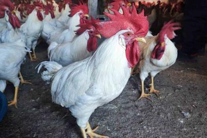 Hobiydi, iş oldu, 3 yılda 850 etlik horoz yetiştirdi