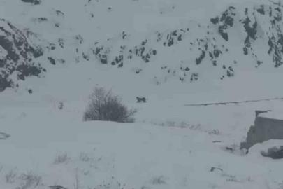 Iğdır’da aç kalan 3 vaşak köye indi