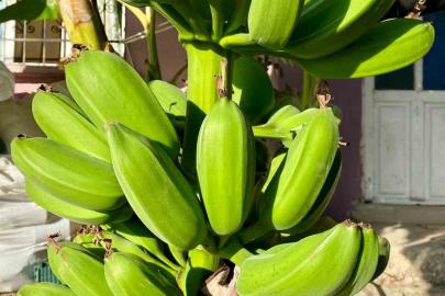 İnat etti, 70 rakımda muz hasadı yaptı