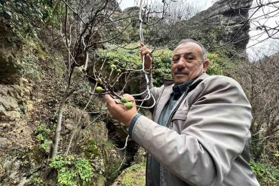 İncir ağacı Aralık ayında yeniden meyve verdi