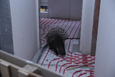 İncirliova’da ekiplerin dikkati nesli tehlikedeki oklu kirpiyi kurtardı