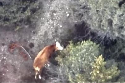 İneği kaybolan çiftçinin imdadına AFAD ve jandarma yetişti