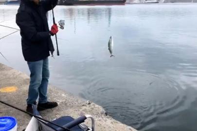 İskelede palamut bereketi