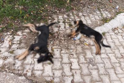Isparta’da art arda yaşanan köpek ölümlerine valilik inceleme başlattı