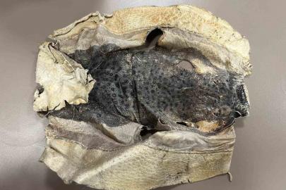 İzinsiz kullanılan Balon balığı projesi mahkemelik oldu