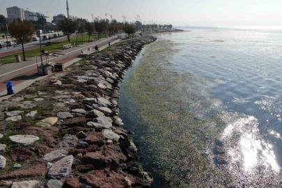 İzmir sahilinde ’yeşil’ istila
