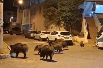 İzmir, sokaklarında domuz sürüleri ile doğal yaşam parkına döndü