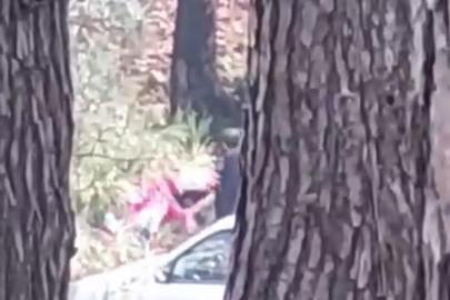 İzmir’de bir kadın ormanlık alanda darbedildi