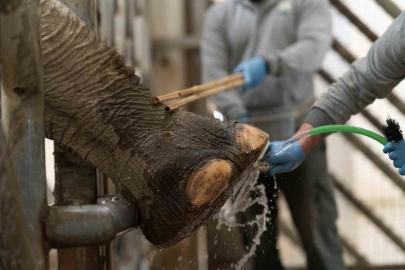İzmir’de fillere hayat kurtaran ayak bakımı