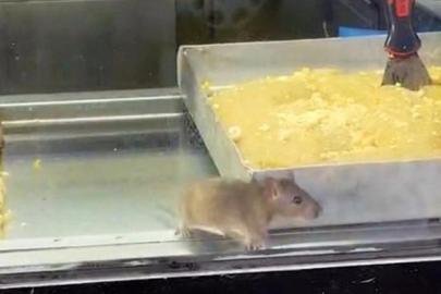 İzmir’den iğrenç görüntü: Börek tezgahlarında fare cirit attı