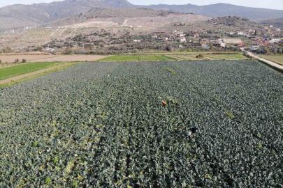 İzmir’in verimli tarım arazilerinde ’yeşil altın’ hasadı