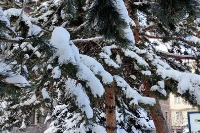 Kar yağışının ardından ağaçlarda kartpostallık görüntü