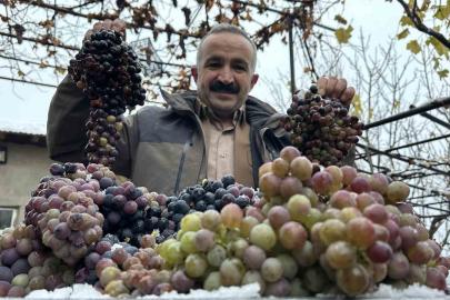 Kara kışa meydan okuyan lezzet: Kışlık üzüm dalından koparıldı