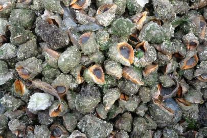 Karadeniz için en büyük iki tehdit: "Deniz salyangozu ve taraklı medüz"