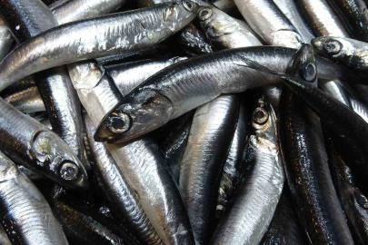 Karadeniz’de hamsi bolluğu sürüyor, mezgit ise birkaç gündür görünmüyor