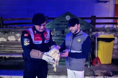 Karaman’da kızıl şahin koruma altına alındı