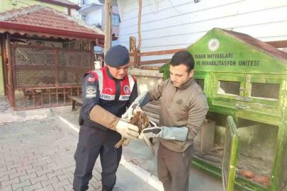 Karaman’da yaralı bulunan kızıl şahin koruma altına alındı