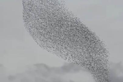 Karapınar’da sığırcık kuşları görsel şölen oluşturdu