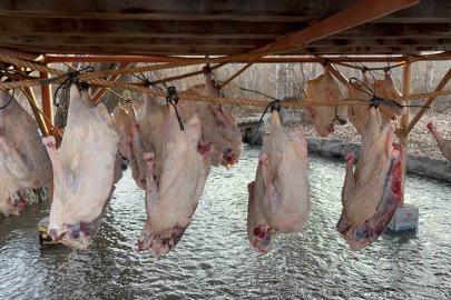 Kars kazı geleneksel yöntemlerle kurutuluyor: Kış sofralarının vazgeçilmezi hazırlanıyor