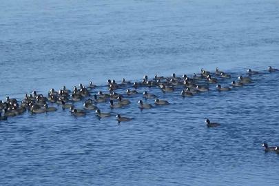 Kars’ın "Yerli Penguenleri" görev başında