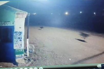 Kars’ta kurtlar tilkiyi, köpekler kurtları kovaladı