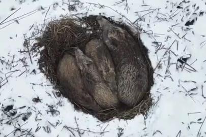 Kars’ta yumak halinde uyuyan domuz ailesi görüntülendi