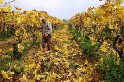 Kartpostallık görüntüler eşliğinde Sarıgöl’de budama çalışmaları sürüyor