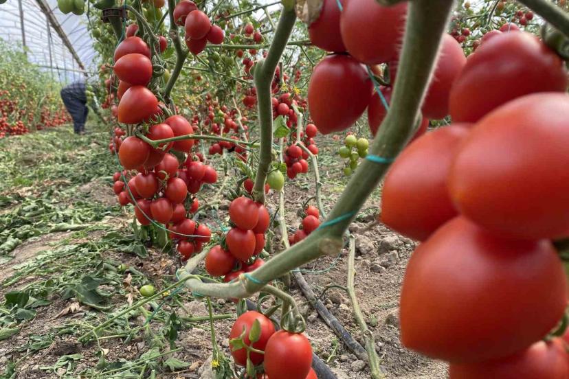 Kasım ayında domates ve sebze fiyat endeksinde büyük düşüş