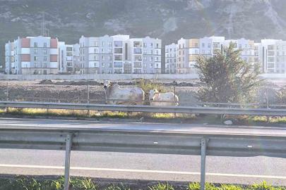 Kaza yapan tırdan kaçan anguslar şehir turunda