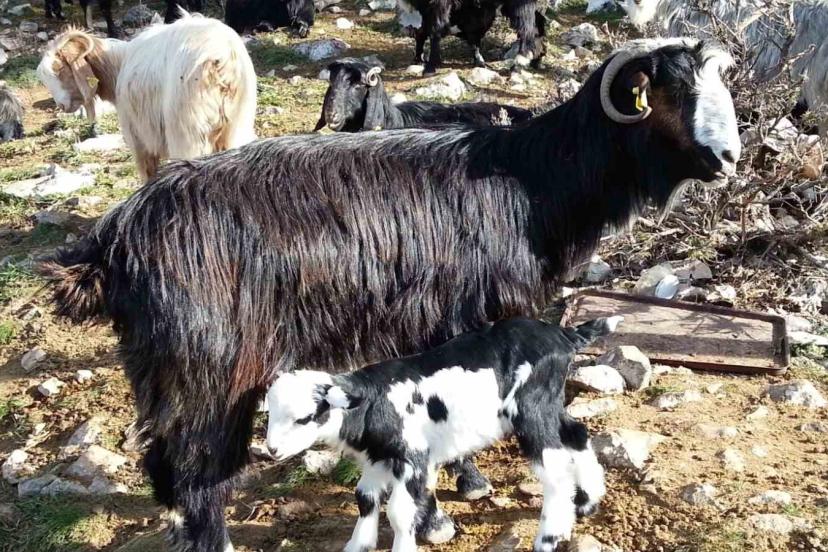 Keçiyi meraya, çobanı yaylaya döndürecek 13 öneri