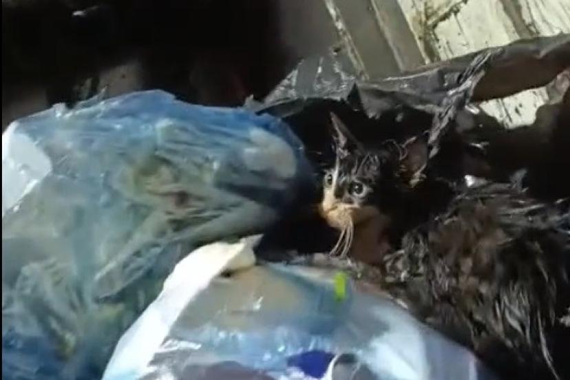 Kediyi poşete koyup çöpe attılar