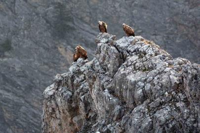 Kemaliye’de göçmen akbabalar görüntülendi