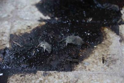 Kilis’te hijyen şartlarına aykırı üretim yapan işletmeye 105 bin TL ceza